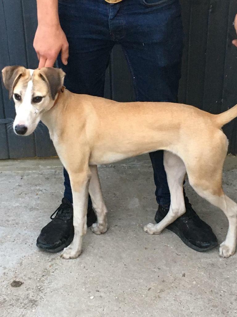 great pyrenees good with kids